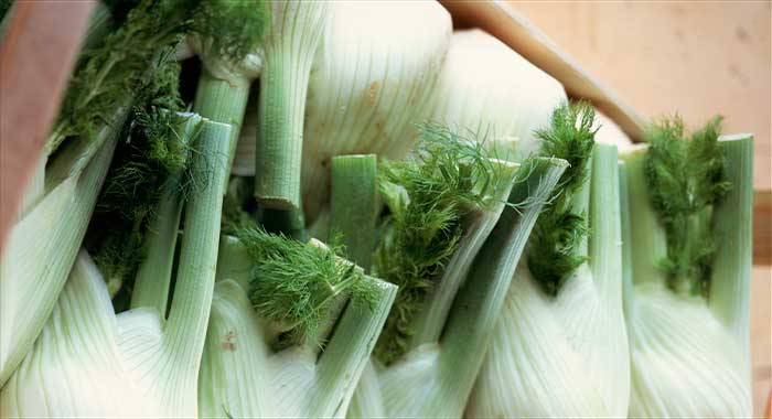 fennel